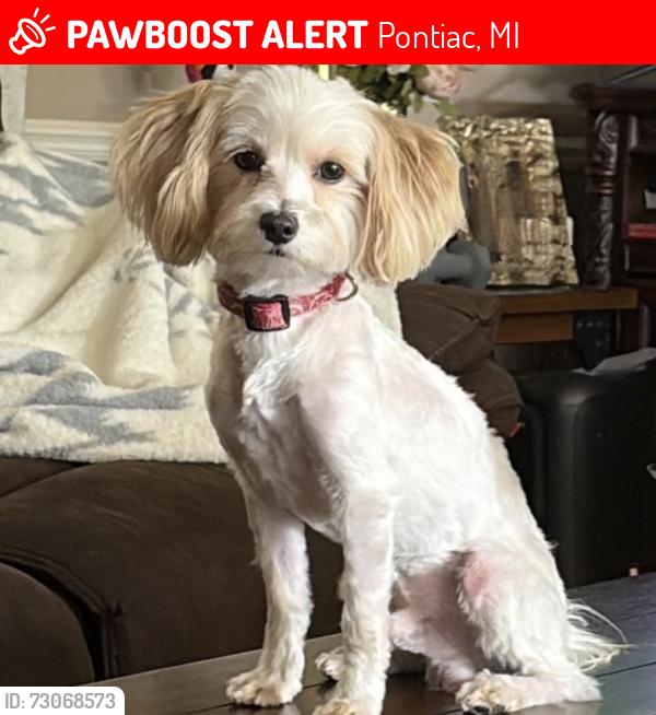 Lost Male Dog last seen Dwight y Thompson, Pontiac, MI 48341