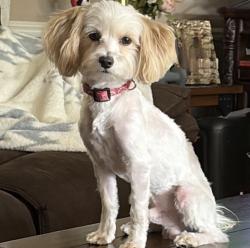 Lost Male Dog last seen Dwight y Thompson, Pontiac, MI 48341