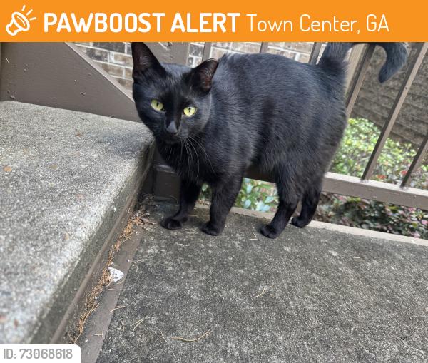 Found/Stray Unknown Cat last seen Kennesaw university stadium , Town Center, GA 30066