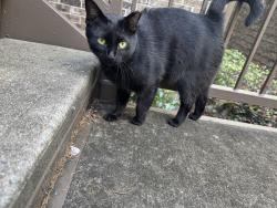 Found/Stray Unknown Cat last seen Kennesaw university stadium , Town Center, GA 30066