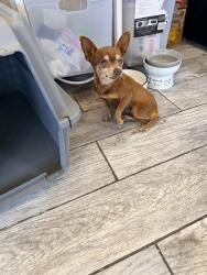 Found/Stray Female Dog last seen Catawba Ave and Merrill Ave, Fontana, CA 92335
