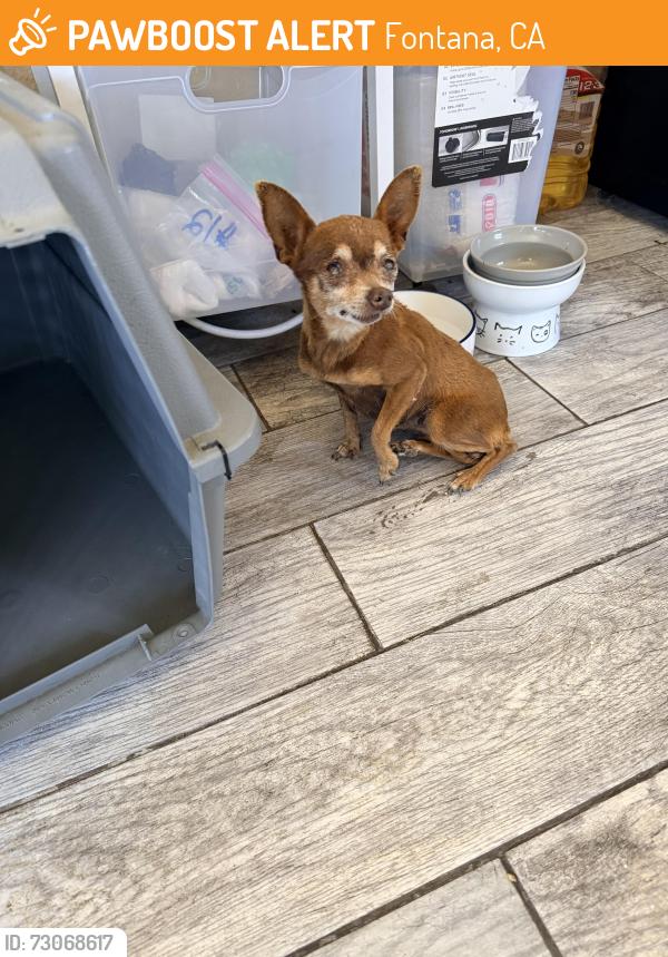 Found/Stray Female Dog last seen Catawba Ave and Merrill Ave, Fontana, CA 92335