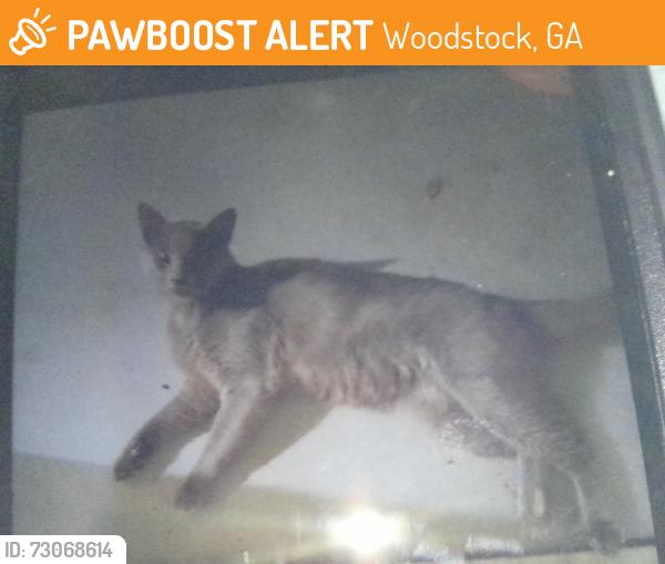 Found/Stray Male Cat last seen Near riverchase dr, Woodstock, GA 30188