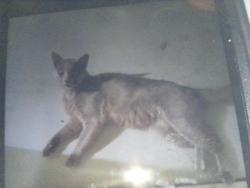 Found/Stray Male Cat last seen Near riverchase dr, Woodstock, GA 30188