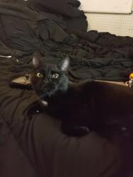 Lost Female Cat last seen Aroma de Tera, Garfield Heights, OH 44125