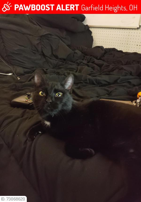 Lost Female Cat last seen Aroma de Tera, Garfield Heights, OH 44125