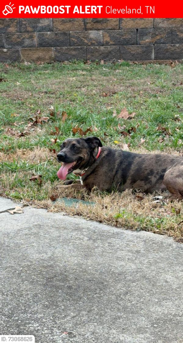 Lost Female Dog last seen Near US-411, Cleveland, TN 37323