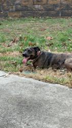 Lost Female Dog last seen Near US-411, Cleveland, TN 37323