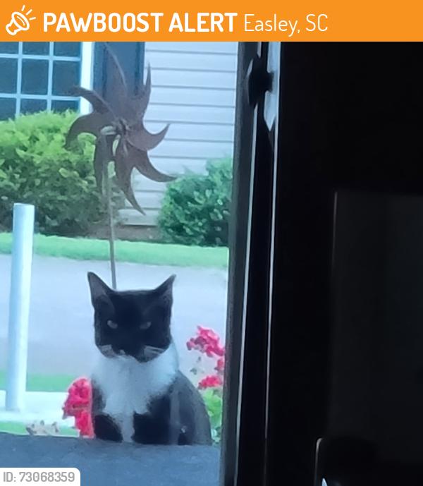 Found/Stray Unknown Cat last seen Camperdown Ct past Abbey Rd, Belmont Plantation, Easley, SC 29642