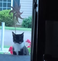 Found/Stray Unknown Cat last seen Camperdown Ct past Abbey Rd, Belmont Plantation, Easley, SC 29642