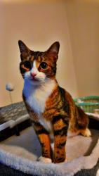 Reunited Female Cat last seen Lawrence rd and willow creek rd is the closest cross street, Wake Forest, NC 27587