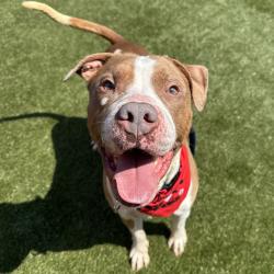 Shelter Stray Male Dog last seen , Animal Care & Control Team of Philly, 111 W Hunting Park Ave, Philadelphia, PA 19140, USA