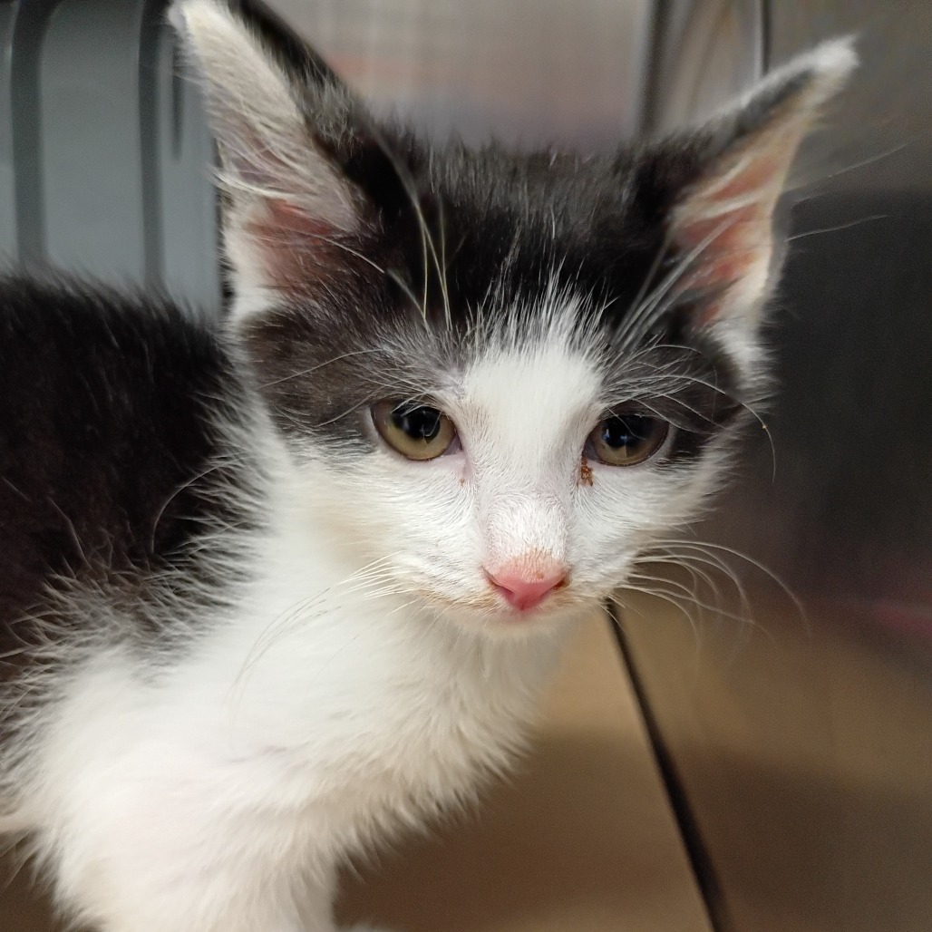 Shelter Stray Female Cat last seen , 328 Furman Hall Rd, Greenville, SC 29609, USA