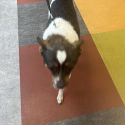 Shelter Stray Male Dog last seen , Animal Care & Control Team of Philly, 111 W Hunting Park Ave, Philadelphia, PA 19140, USA