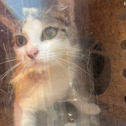 Shelter Stray Female Cat last seen , Animal Care & Control Team of Philly, 111 W Hunting Park Ave, Philadelphia, PA 19140, USA