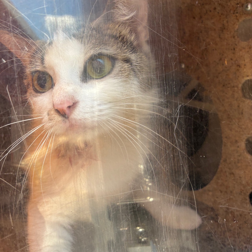 Shelter Stray Female Cat last seen , Animal Care & Control Team of Philly, 111 W Hunting Park Ave, Philadelphia, PA 19140, USA