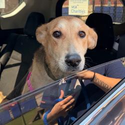 Shelter Stray Female Dog last seen , Animal Care & Control Team of Philly, 111 W Hunting Park Ave, Philadelphia, PA 19140, USA
