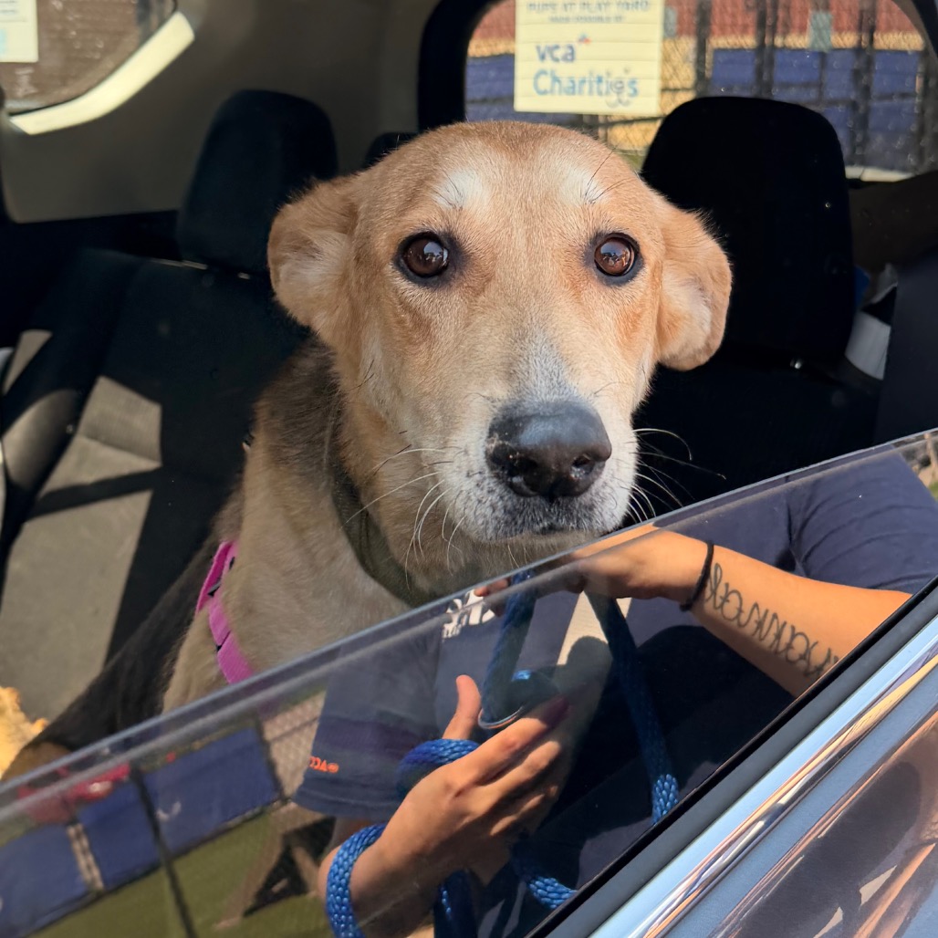 Shelter Stray Female Dog last seen , Animal Care & Control Team of Philly, 111 W Hunting Park Ave, Philadelphia, PA 19140, USA