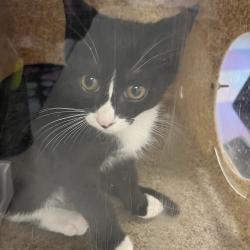 Shelter Stray Male Cat last seen , Animal Care & Control Team of Philly, 111 W Hunting Park Ave, Philadelphia, PA 19140, USA