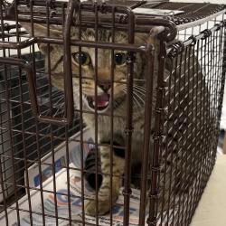 Shelter Stray Male Cat last seen , Animal Care & Control Team of Philly, 111 W Hunting Park Ave, Philadelphia, PA 19140, USA