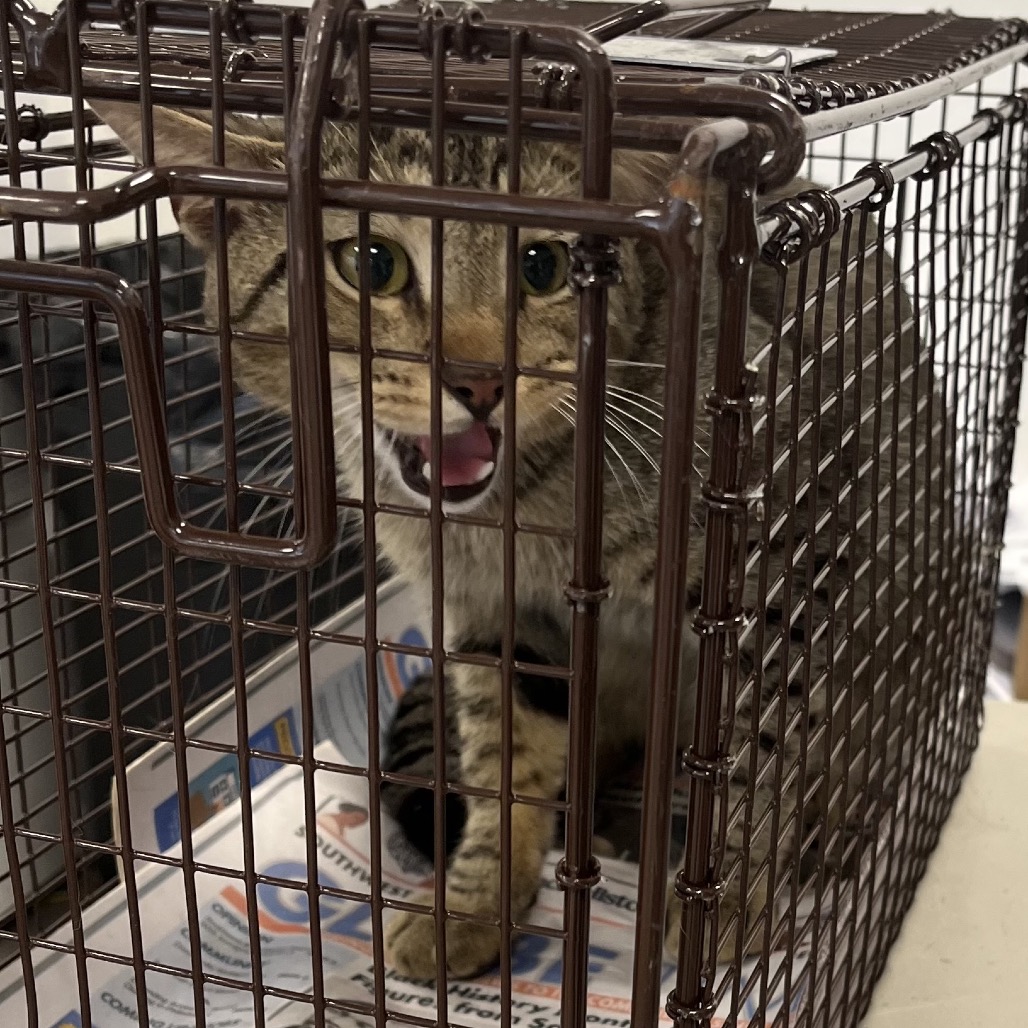 Shelter Stray Male Cat last seen , Animal Care & Control Team of Philly, 111 W Hunting Park Ave, Philadelphia, PA 19140, USA