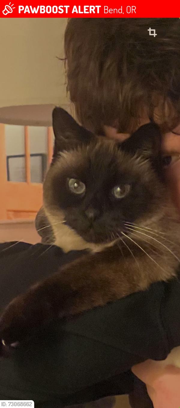 Lost Female Cat last seen Barleycorn Lane, Bend OR 97702, Bend, OR 97702