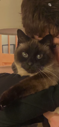 Lost Female Cat last seen Barleycorn Lane, Bend OR 97702, Bend, OR 97702