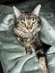 Lost Female Cat last seen E 20th Ave, 99501, Anchorage, AK 99501