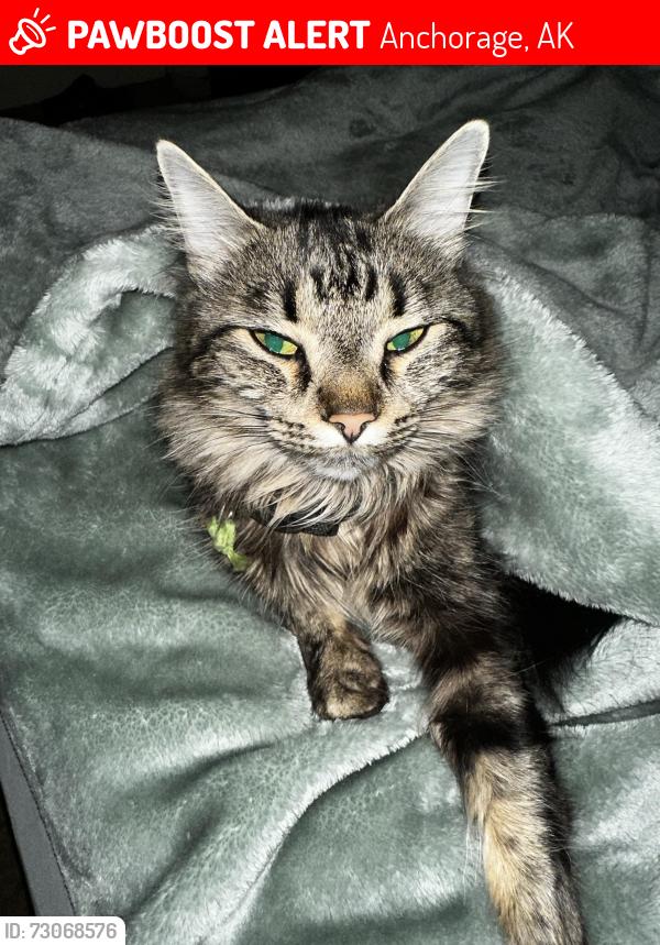 Lost Female Cat last seen E 20th Ave, 99501, Anchorage, AK 99501