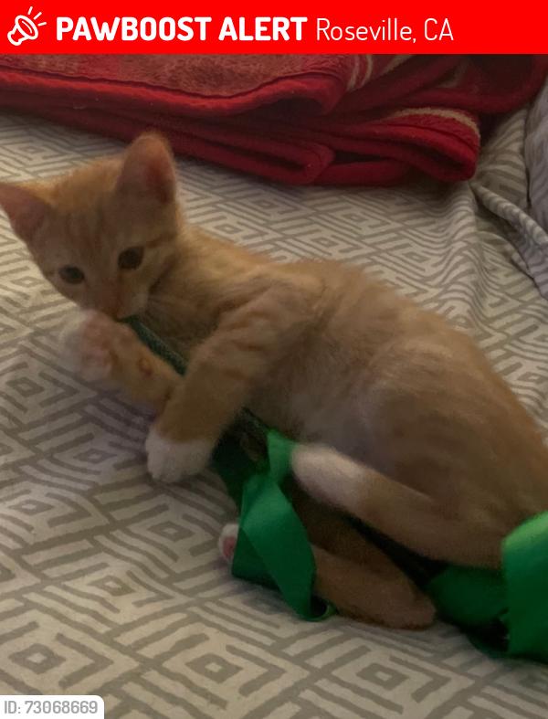 Lost Male Cat last seen Douglas Blvd, Roseville, CA 95661