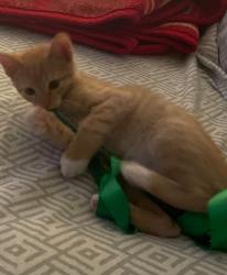 Lost Male Cat last seen Douglas Blvd, Roseville, CA 95661