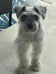 Found/Stray Male Dog last seen Kinzie St, Los Angeles, CA 91343