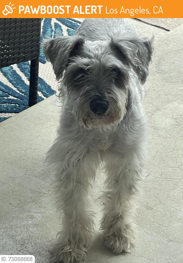 Found/Stray Male Dog last seen Kinzie St, Los Angeles, CA 91343