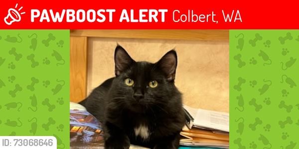 Lost Male Cat last seen Green pine lane and River Run Lane, Colbert , Colbert, WA 99005