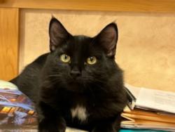 Lost Male Cat last seen Green pine lane and River Run Lane, Colbert , Colbert, WA 99005