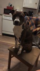 Lost Female Dog last seen Wildwood Dr, Amelon Rd, Odins Bow, Madison Heights, VA 24572