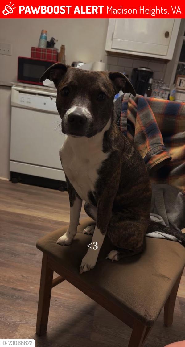 Lost Female Dog last seen Wildwood Dr, Amelon Rd, Odins Bow, Madison Heights, VA 24572