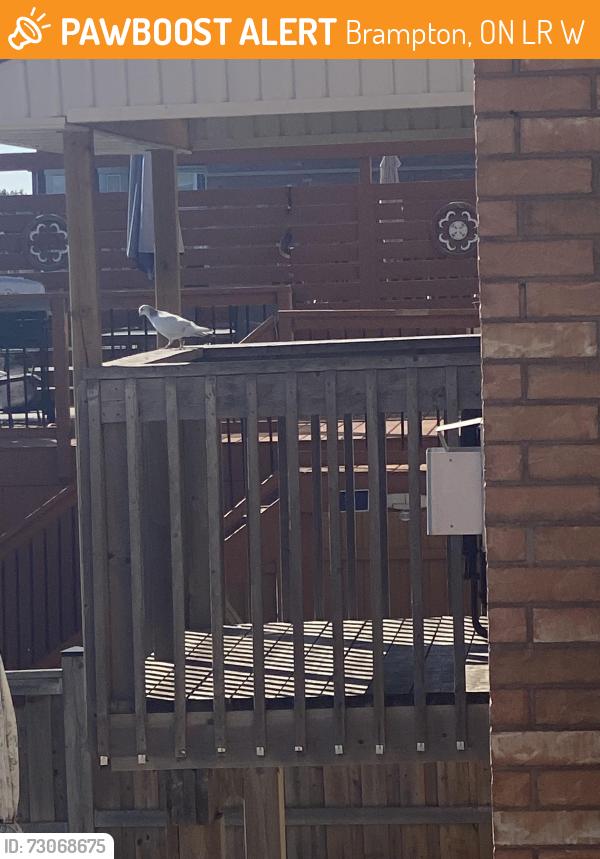 Found/Stray Unknown Bird last seen Near Ross drive Brampton Ontario, Brampton, ON L6R 0W2