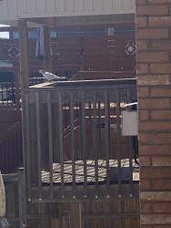 Found/Stray Unknown Bird last seen Near Ross drive Brampton Ontario, Brampton, ON L6R 0W2