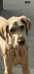 Lost Male Dog last seen Amareen ct & West 3rd Street by a church nearby, Nooksack, WA 98276