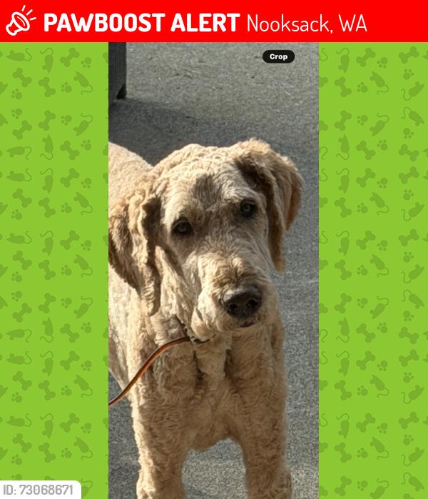Lost Male Dog last seen Amareen ct & West 3rd Street by a church nearby, Nooksack, WA 98276