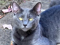 Lost Male Cat last seen Norwood, Tualatin, OR 97062