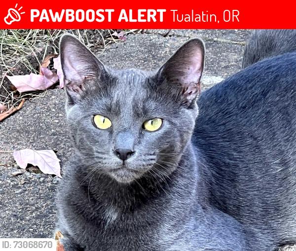 Lost Male Cat last seen Norwood, Tualatin, OR 97062