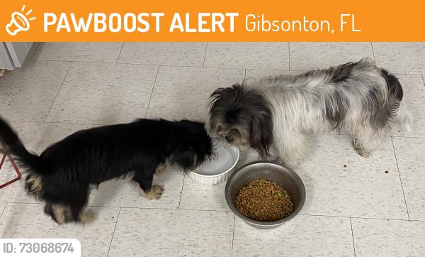 Found/Stray Female Dog last seen Nundy Av and Trinity Ln, Gibsonton, FL 33534
