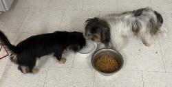 Found/Stray Female Dog last seen Nundy Av and Trinity Ln, Gibsonton, FL 33534