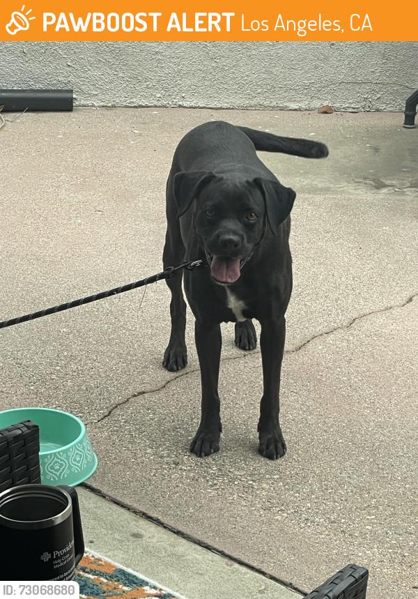Found/Stray Female Dog last seen Kinzie St, Los Angeles, CA 91343