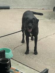 Found/Stray Female Dog last seen Kinzie St, Los Angeles, CA 91343