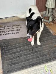 Found/Stray Male Dog last seen Nacogdoches and OConner Rd, San Antonio, TX 78247