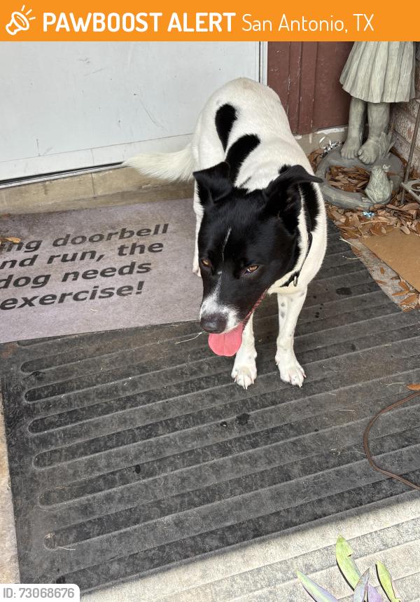 Found/Stray Male Dog last seen Nacogdoches and OConner Rd, San Antonio, TX 78247