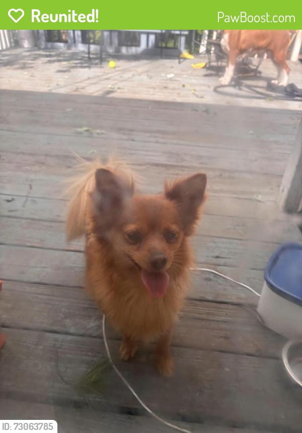 Reunited Male Dog last seen Larkin Ave and highland st , Elgin, IL 60123